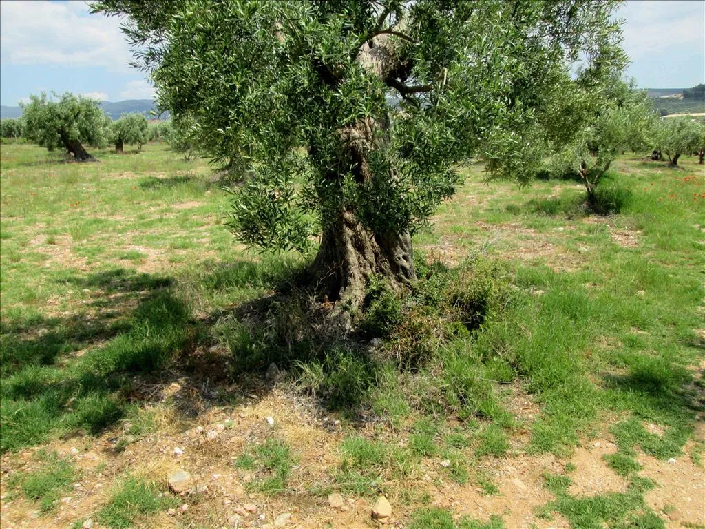 γη προς πώληση 5338 τ.μ Πολύγυρος Χαλκιδική