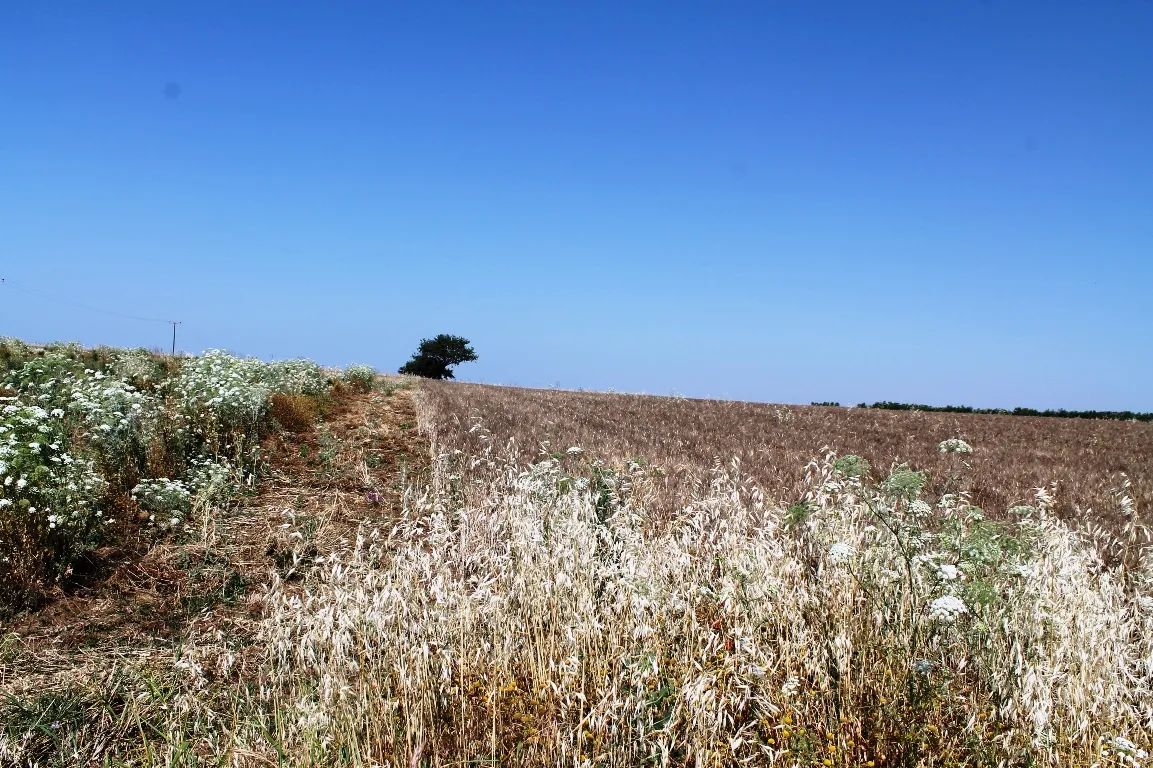 γη προς πώληση 5250 τ.μ Νέα Προποντίδα Χαλκιδική