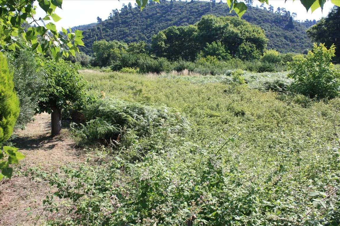 γη προς πώληση 3000 τ.μ Σιθωνία Χαλκιδική