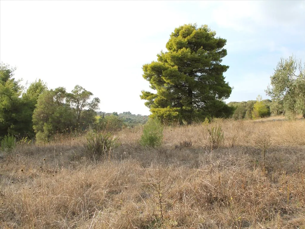 γη προς πώληση 4000 τ.μ Κασσάνδρα Χαλκιδική