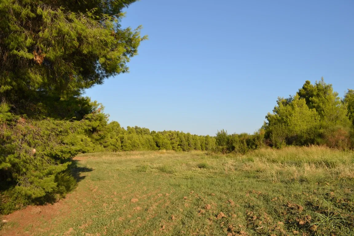 γη προς πώληση 5800 τ.μ Κασσάνδρα Χαλκιδική