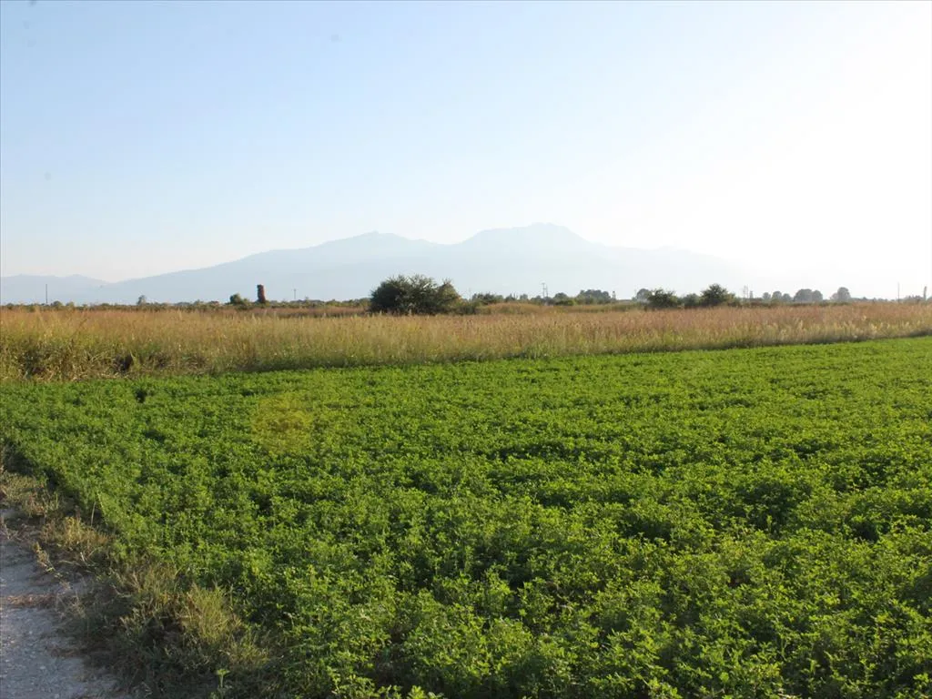 γη προς πώληση 10000 τ.μ Κατερίνη Νομός Πιερίας