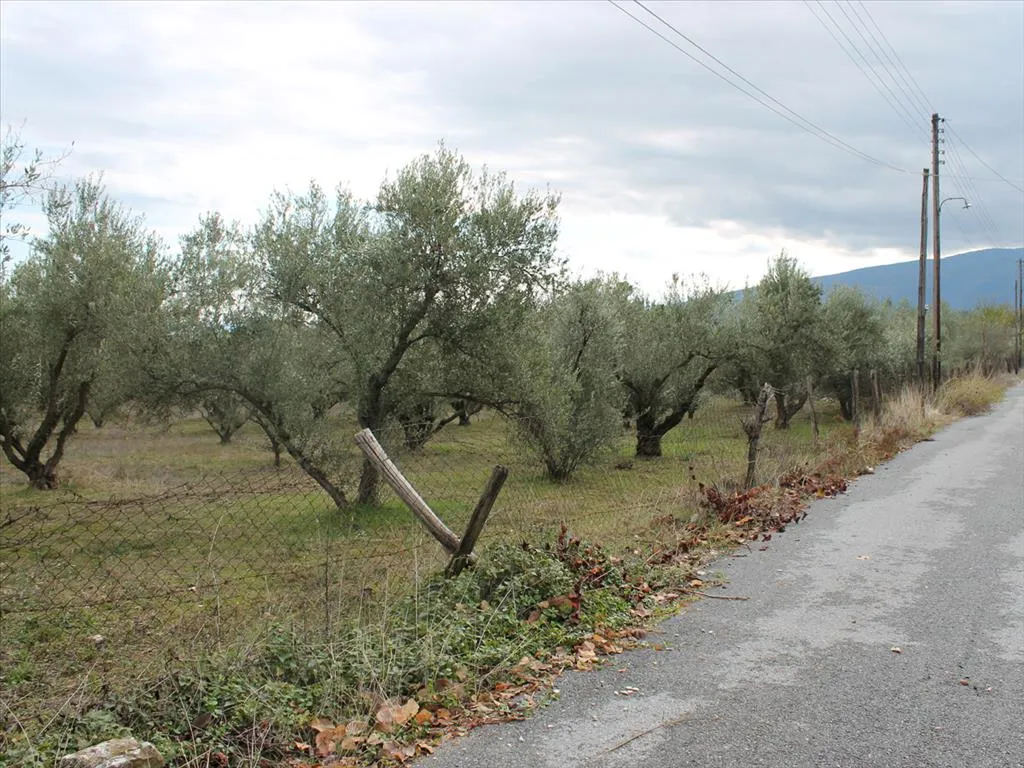 γη προς πώληση 4000 τ.μ Ανατολικός Όλυμπος Νομός Πιερίας