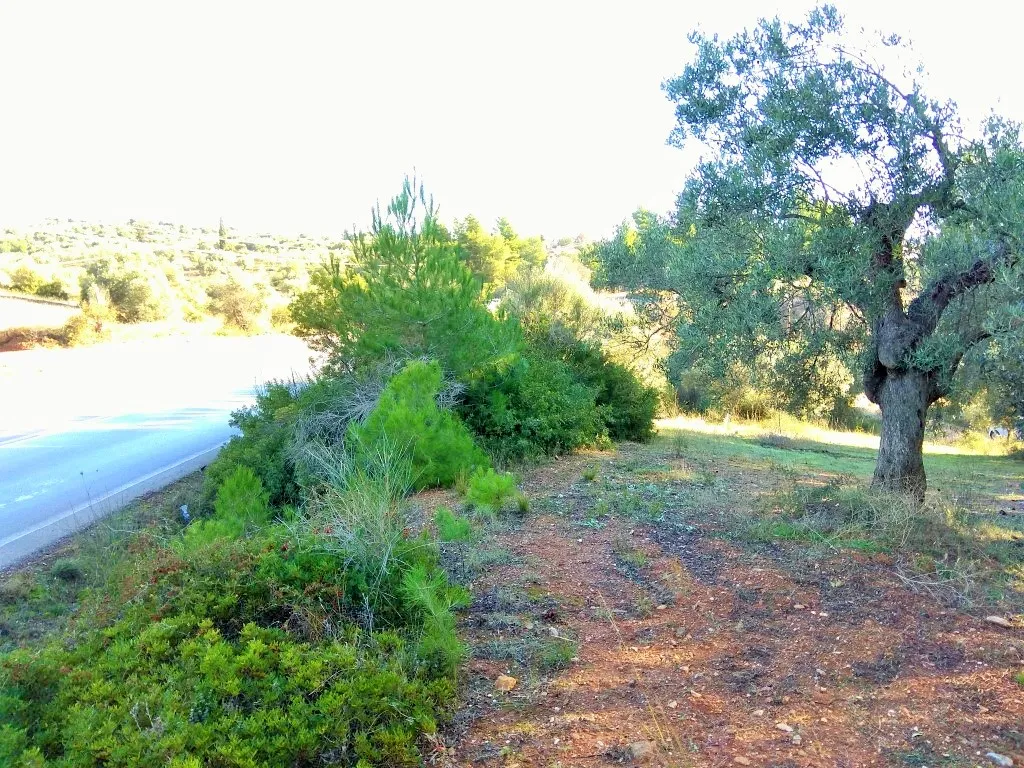 γη προς πώληση 1300 τ.μ Σιθωνία Χαλκιδική