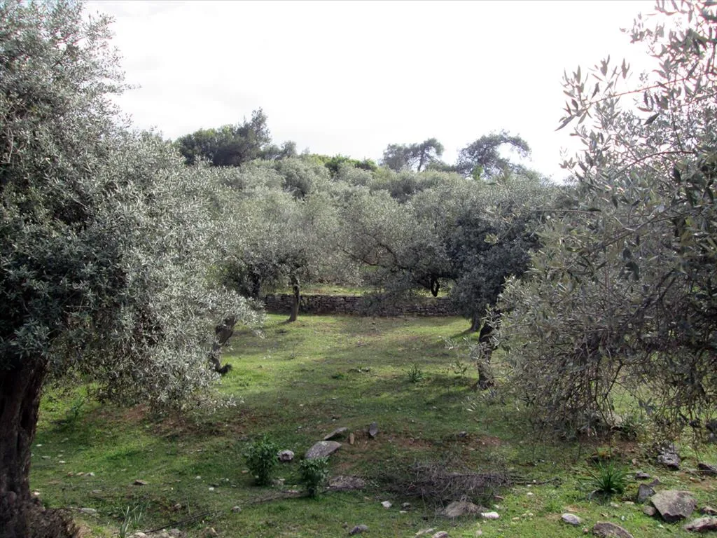 γη προς πώληση 11250 τ.μ Θάσος Νομός Καβάλας