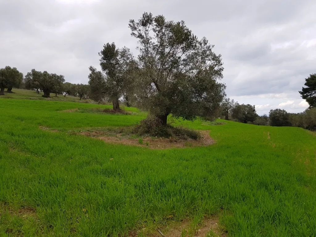 γη προς πώληση 4000 τ.μ Κασσάνδρα Χαλκιδική