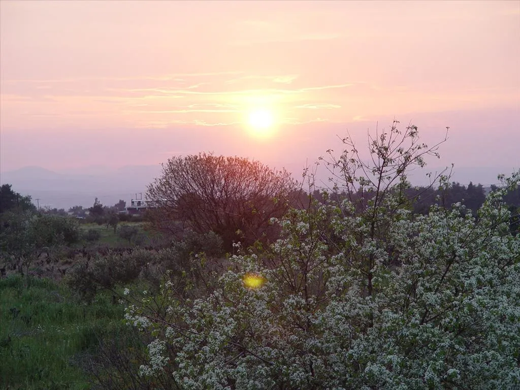 γη προς πώληση 25000 τ.μ Κοιν. Μαλακάσα Υπόλοιπη Αττικής