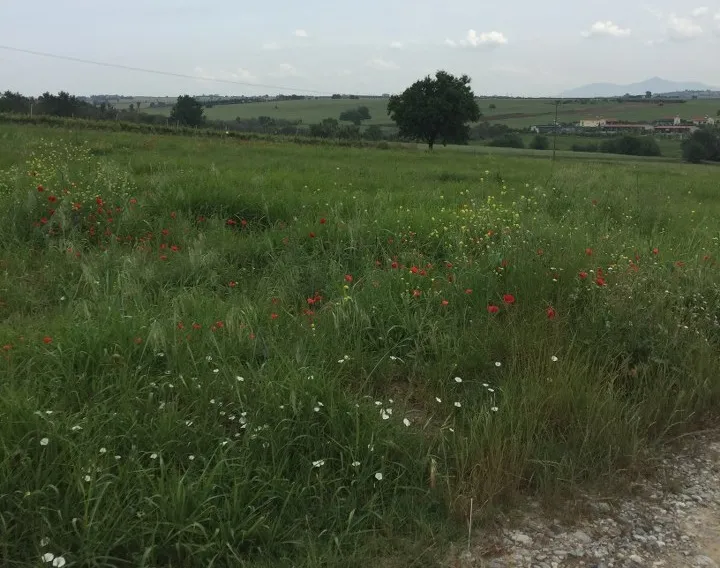 γη προς πώληση 10600 τ.μ Επανωμή Προάστια Θεσσαλονίκης