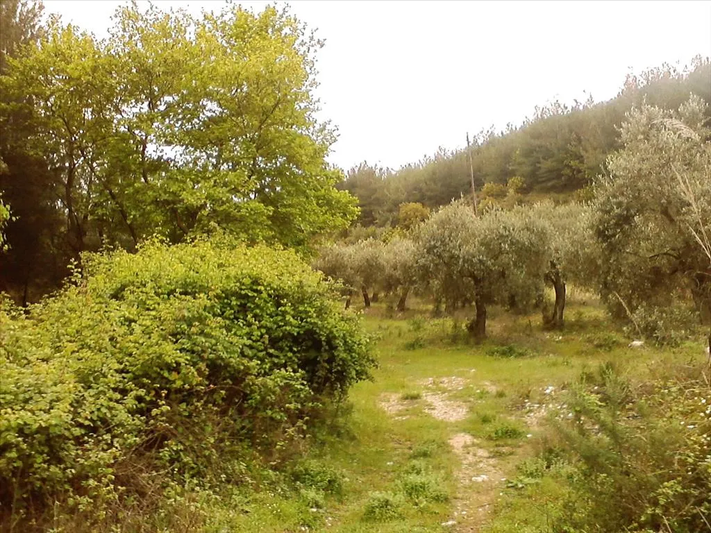 γη προς πώληση 4500 τ.μ Θάσος Νομός Καβάλας