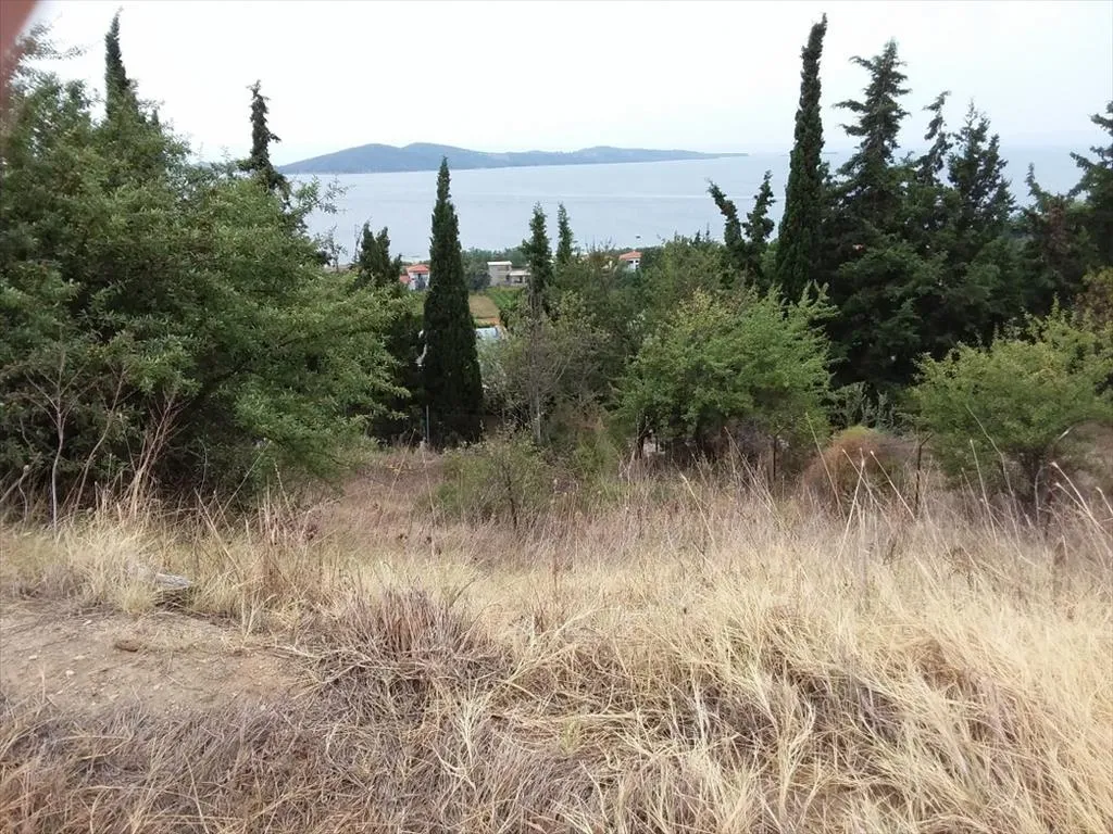 γη προς πώληση 13000 τ.μ Αριστοτέλης Χαλκιδική