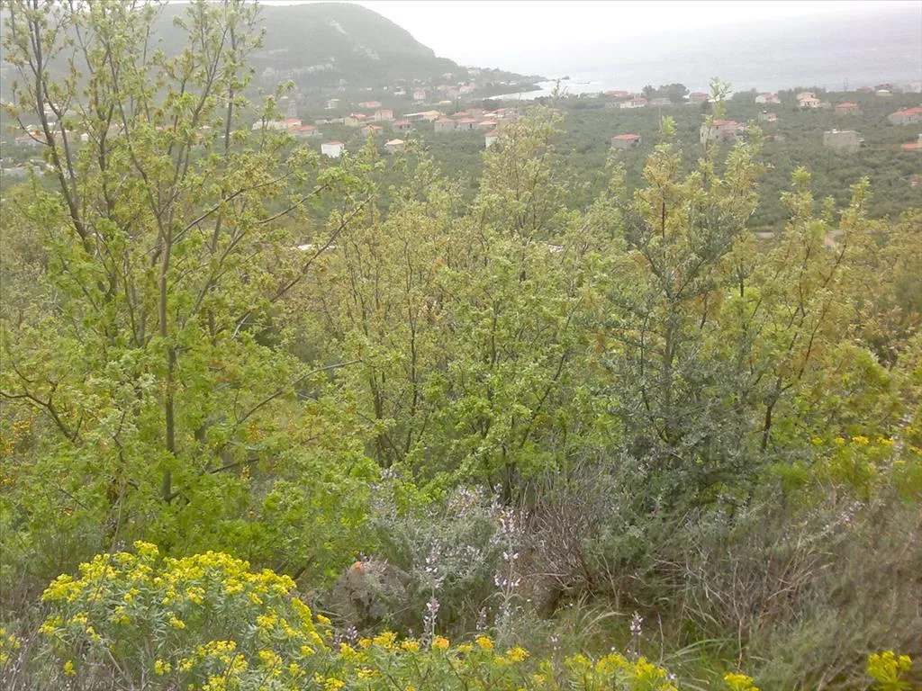 γη προς πώληση 3200 τ.μ Λεύκτρο Μεσσηνία