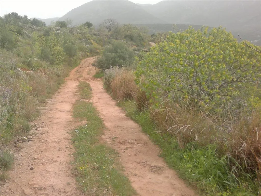 γη προς πώληση 3200 τ.μ Λεύκτρο Μεσσηνία