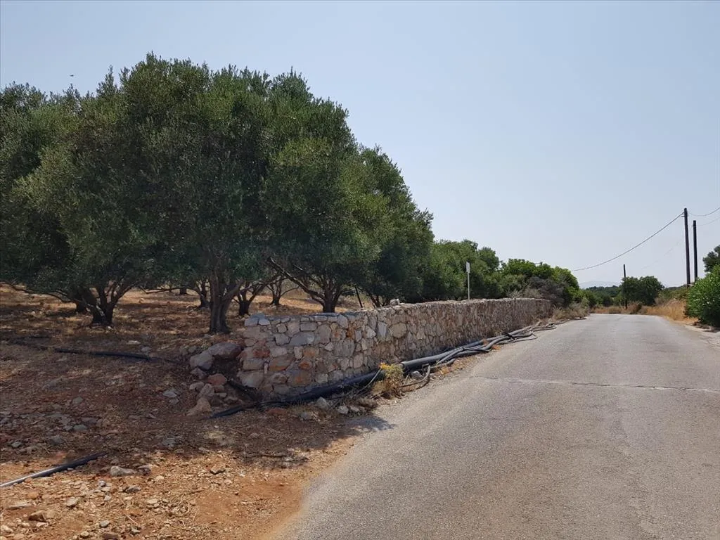 γη προς πώληση 3000 τ.μ Νεάπολη Νομός Λασιθίου