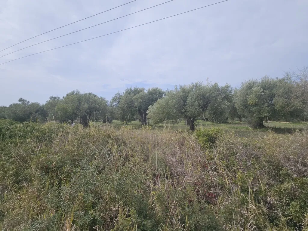 γη προς πώληση 5100 τ.μ Κασσάνδρα Χαλκιδική