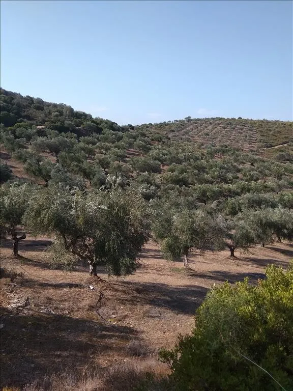 γη προς πώληση 38000 τ.μ Αμάρυνθος Εύβοια