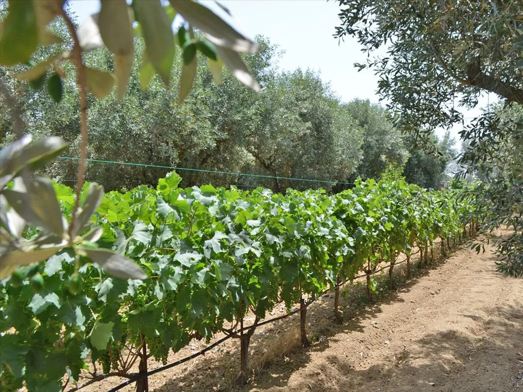 γη προς πώληση 3000 τ.μ Ληλάντιο Εύβοια