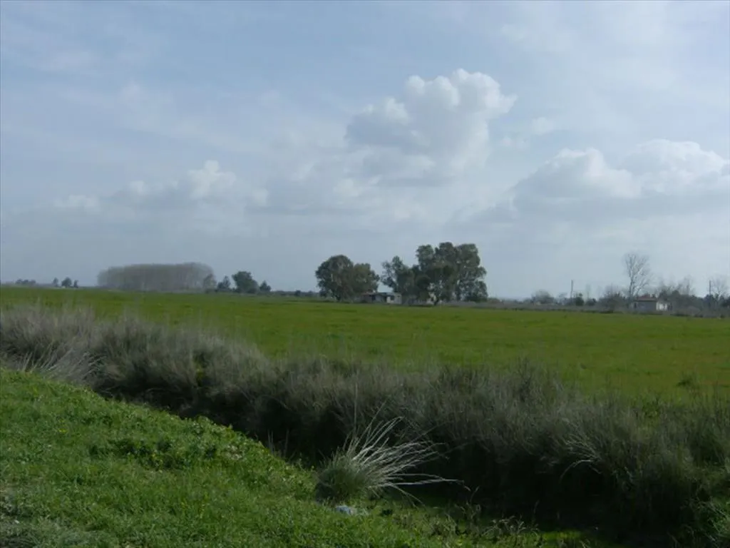 γη προς πώληση 40000 τ.μ Λεχαινά Ηλεία