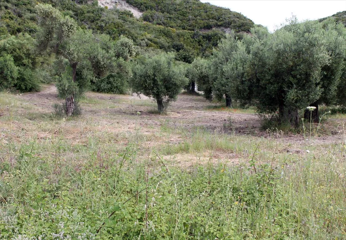 γη προς πώληση 9000 τ.μ Αριστοτέλης Χαλκιδική