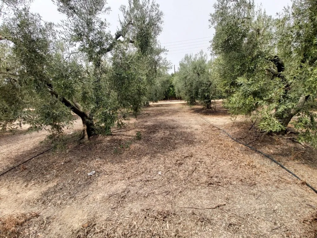 γη προς πώληση 5000 τ.μ Πολύγυρος Χαλκιδική