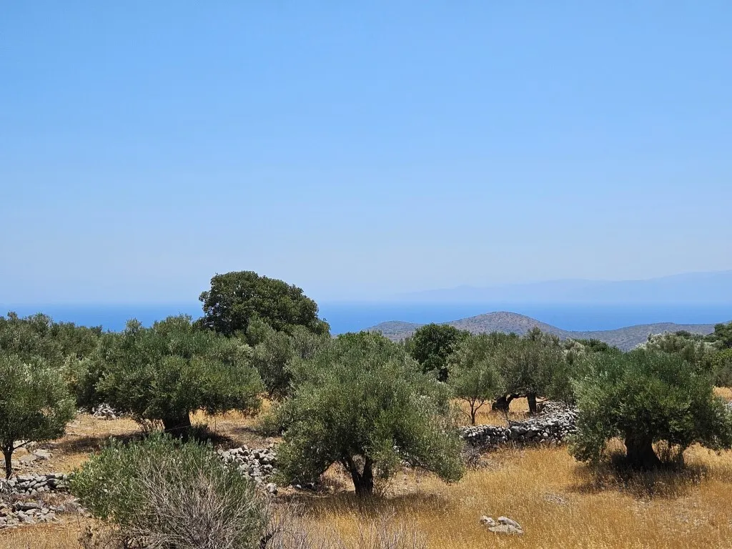 γη προς πώληση 2610 τ.μ Άγιος Νικόλαος Νομός Λασιθίου