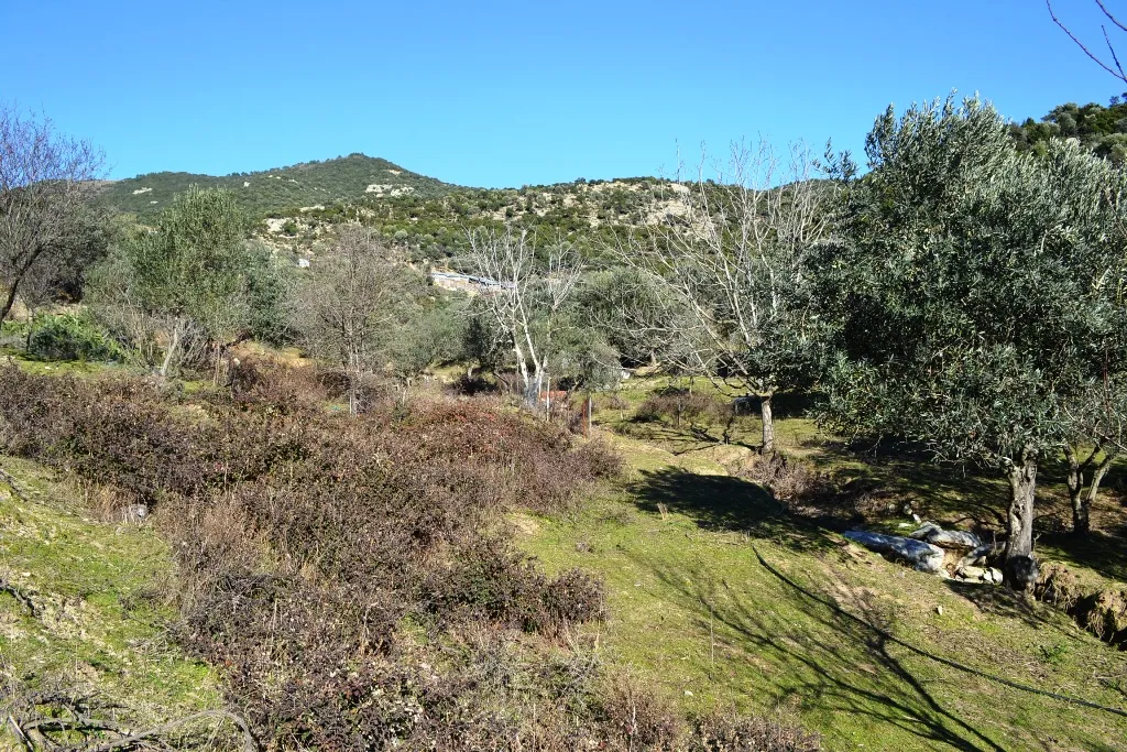 γη προς πώληση 5500 τ.μ Ελευθερές Νομός Καβάλας