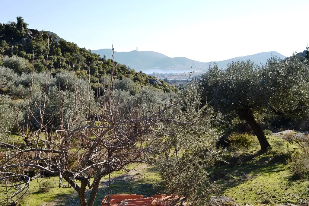 γη προς πώληση 5500 τ.μ Ελευθερές Νομός Καβάλας