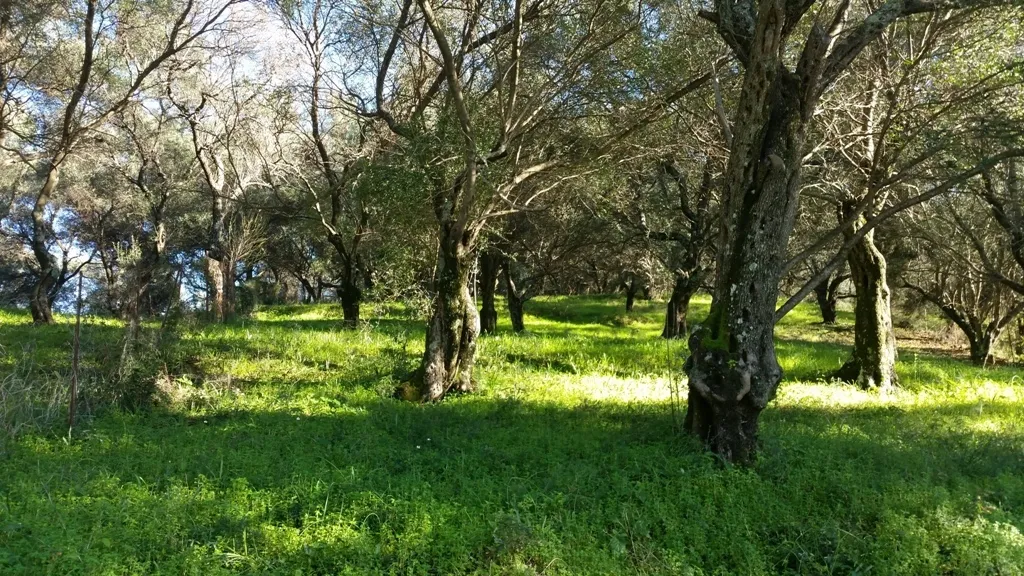 γη προς πώληση 4800 τ.μ Κέρκυρα Νομός Κέρκυρας