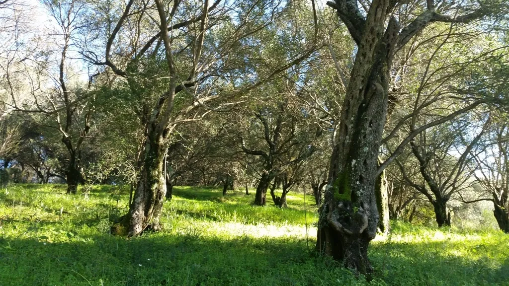 γη προς πώληση 4800 τ.μ Κέρκυρα Νομός Κέρκυρας