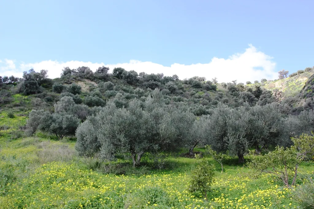γη προς πώληση 7494 τ.μ Ηράκλειο Κρήτης Νομός Ηρακλείου