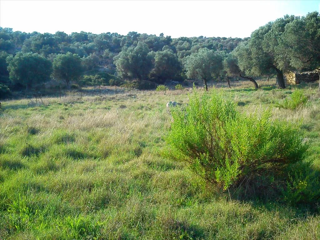 γη προς πώληση 3200 τ.μ Σιθωνία Χαλκιδική