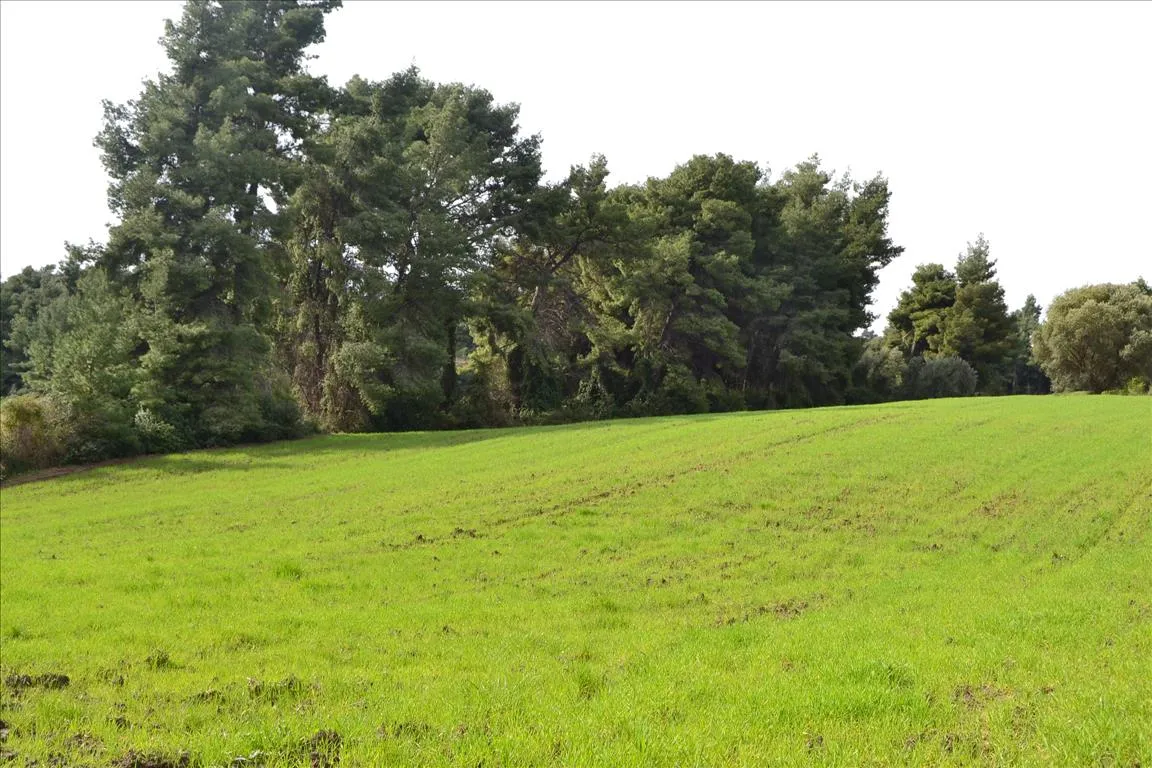 γη προς πώληση 6750 τ.μ Κασσάνδρα Χαλκιδική