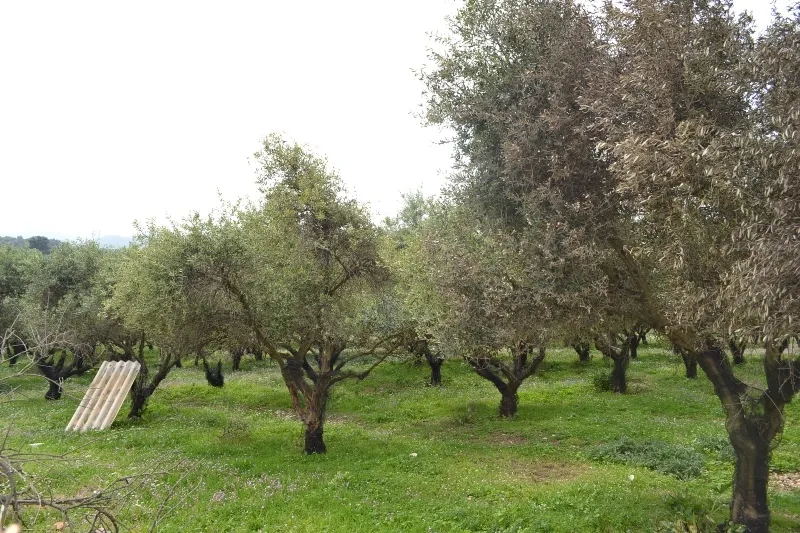 γη προς πώληση 9000 τ.μ Κέρκυρα Νομός Κέρκυρας