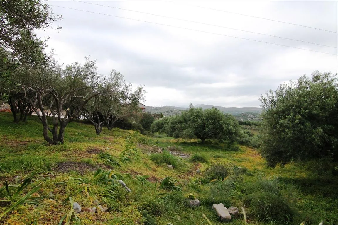 γη προς πώληση 2200 τ.μ Νεάπολη Νομός Λασιθίου