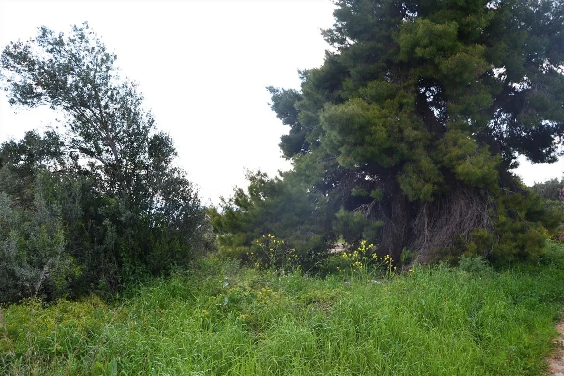 γη προς πώληση 950 τ.μ Κασσάνδρα Χαλκιδική