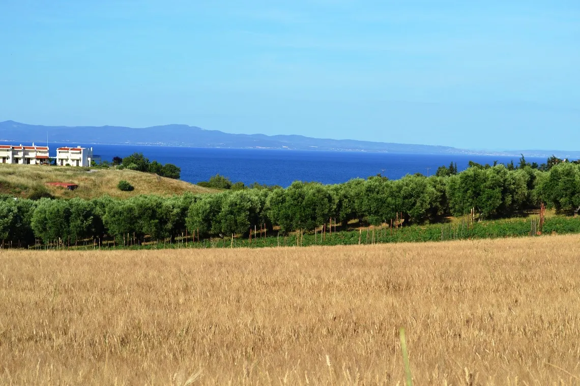 γη προς πώληση 6000 τ.μ Κασσάνδρα Χαλκιδική