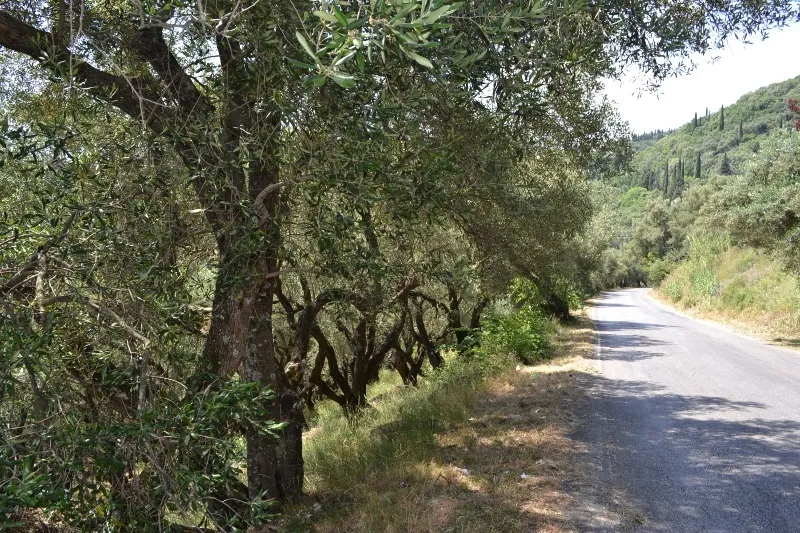 γη προς πώληση 9500 τ.μ Κέρκυρα Νομός Κέρκυρας