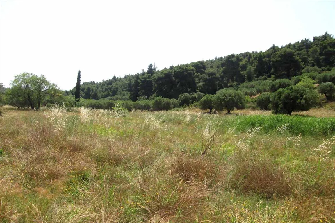 γη προς πώληση 6533 τ.μ Σιθωνία Χαλκιδική