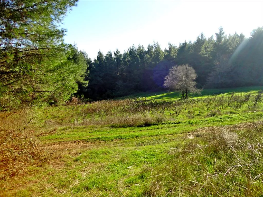 γη προς πώληση 111500 τ.μ Νηλέας Εύβοια