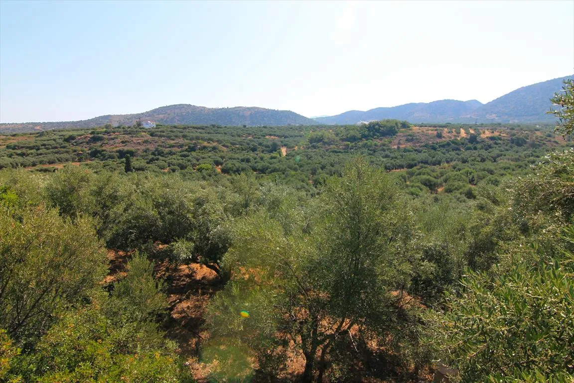 γη προς πώληση 4000 τ.μ Βραχάσι Νομός Λασιθίου