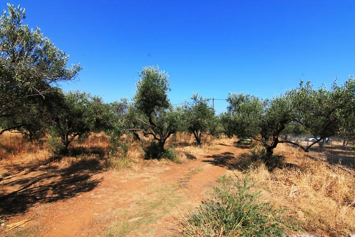 γη προς πώληση 1500 τ.μ Βραχάσι Νομός Λασιθίου
