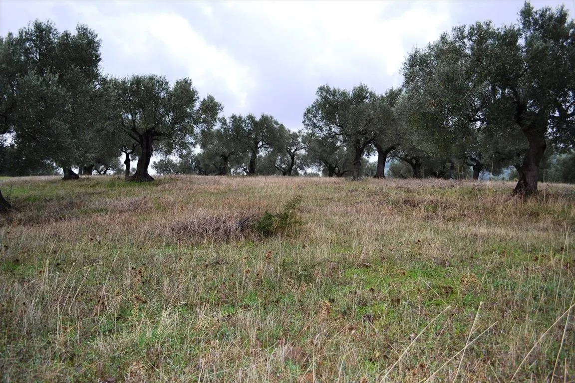 γη προς πώληση 4200 τ.μ Κασσάνδρα Χαλκιδική