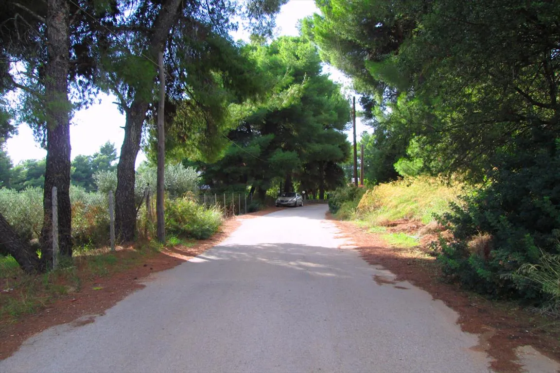 γη προς πώληση 2000 τ.μ Σιθωνία Χαλκιδική