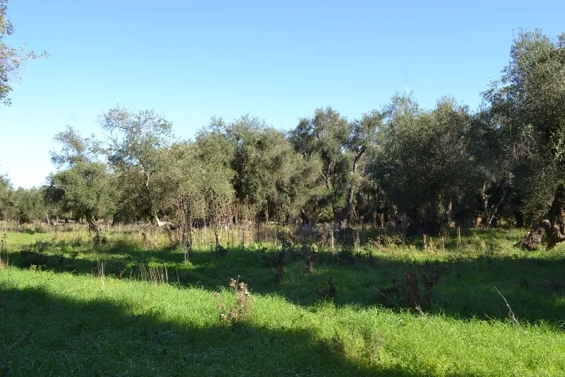 γη προς πώληση 8010 τ.μ Κέρκυρα Νομός Κέρκυρας