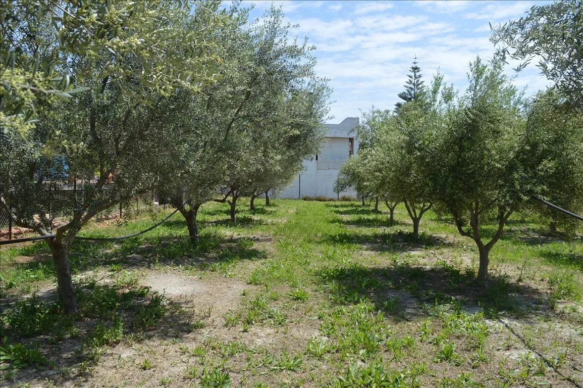 γη προς πώληση 2000 τ.μ Άσσος-Λέχαιο Κορινθία