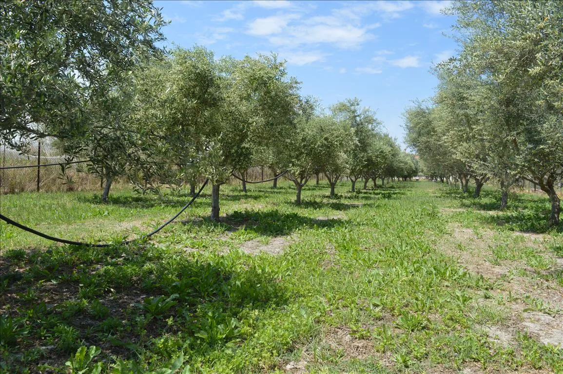 γη προς πώληση 2000 τ.μ Άσσος-Λέχαιο Κορινθία