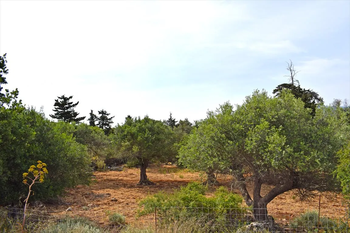 γη προς πώληση 20000 τ.μ Βάμος Νομός Χανίων