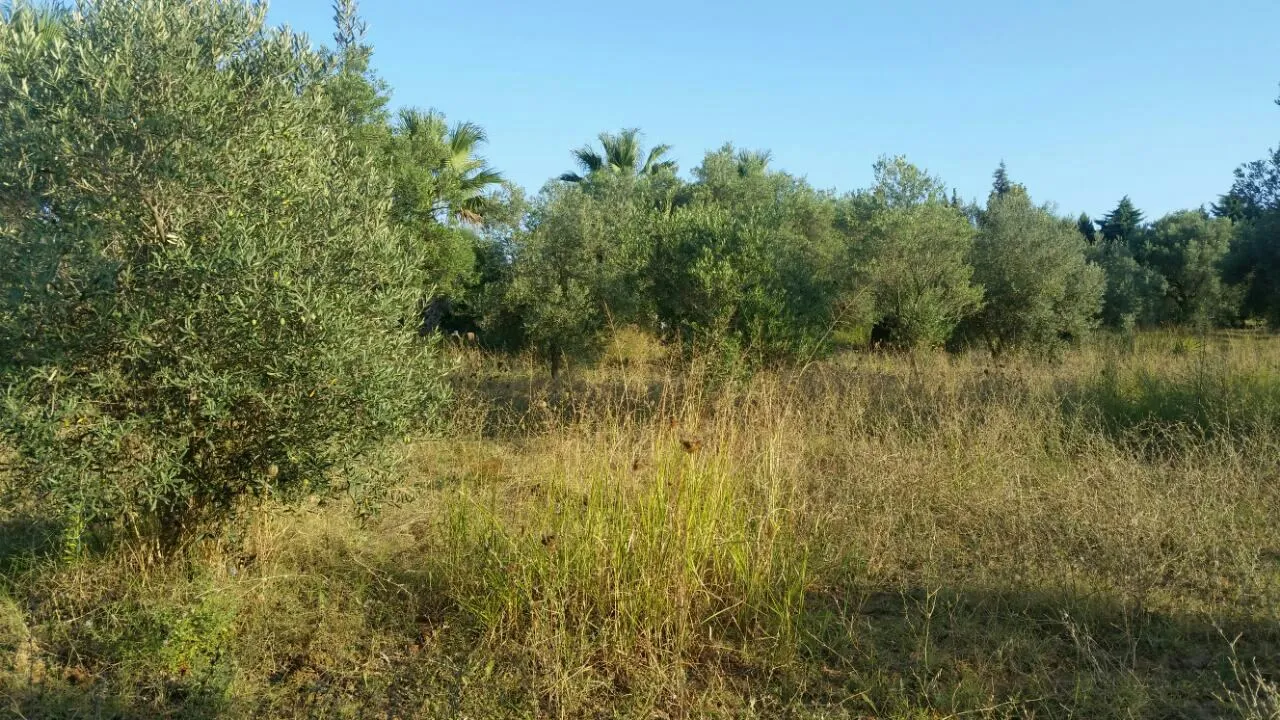 γη προς πώληση 4250 τ.μ Κασσάνδρα Χαλκιδική