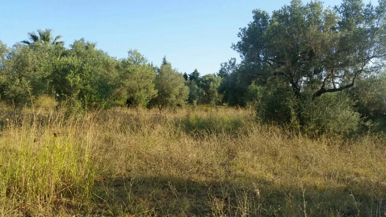 γη προς πώληση 4250 τ.μ Κασσάνδρα Χαλκιδική