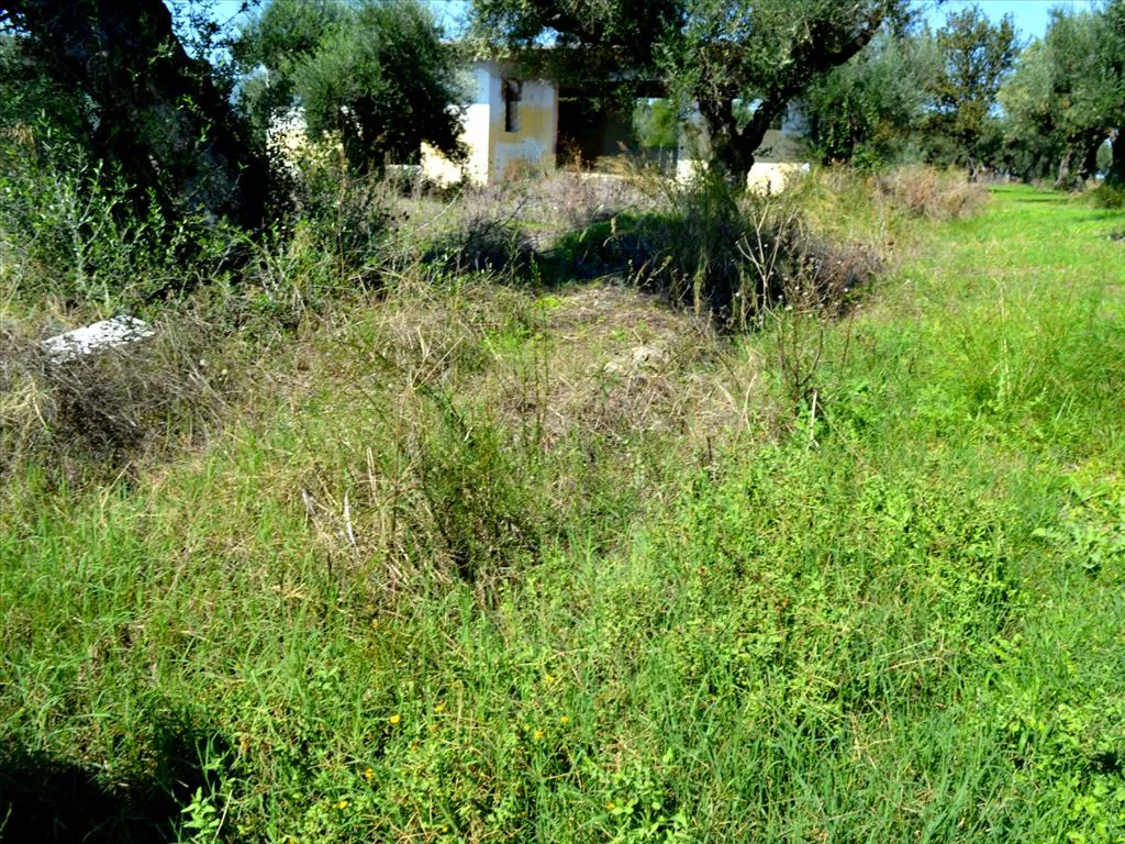 γη προς πώληση 2000 τ.μ Αρκάδι Ζάκυνθος