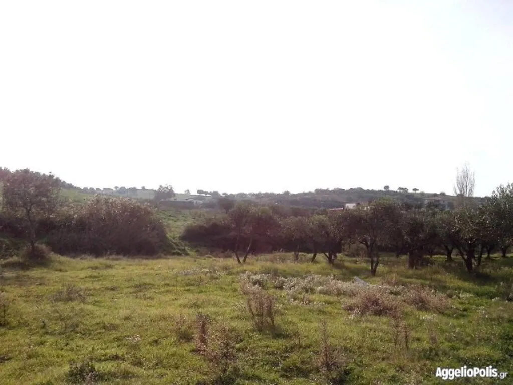 γη προς πώληση 6250 τ.μ Σιθωνία Χαλκιδική